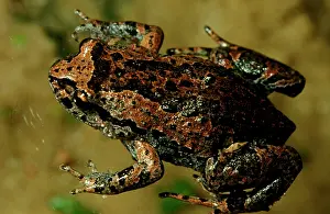 Froglets: Smooth froglet - a small frog that lays large eggs