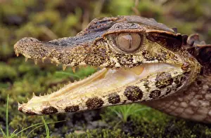 Paleosuchus: Smooth Fronted CAIMAN