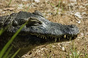 Paleosuchus: Smooth-fronted Caiman