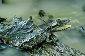 Paleosuchus: Smooth-fronted Caiman