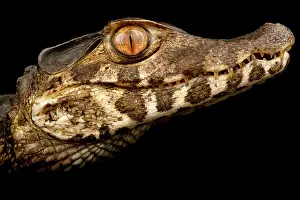 Smooth: Smooth-fronted caiman (Paleosuchus trigonatus) (