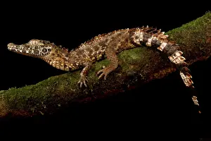 Smooth: Smooth-fronted caiman (Paleosuchus trigonatus)
