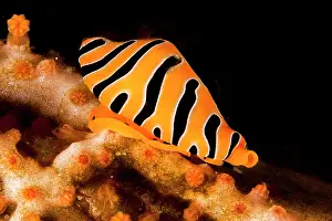 Crawl: Smooth gorgonien (Euplexaura sp) on Sea Fan (Euplexaura