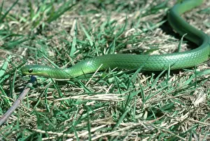 Slithering: Smooth Green Snake