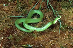 Nonvenomous: Smooth Green Snake