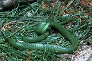 Nonvenomous: Smooth Green Snake