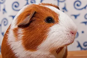 Coated: Smooth Guinea Pig