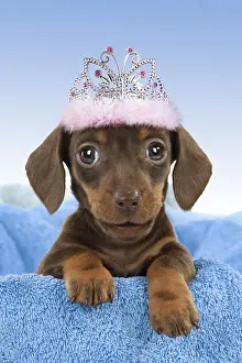 Tiara: Smooth haired dachshund Dog, puppy looking over