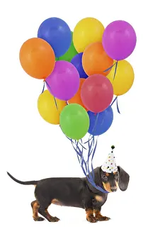 070219: Smooth-haired Dachshund / Teckel Also known as