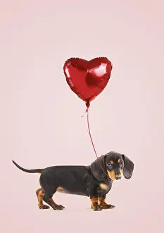 070219: Smooth-haired Dachshund / Teckel Also known as