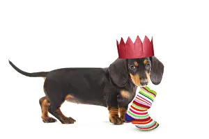 Stocking: Smooth-haired Dachshund / Teckel - puppy wearing