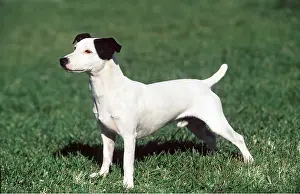 Russell: Smooth-haired JACK RUSSEL TERRIER DOG - standing