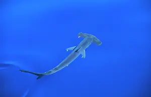 Sphyrna: Smooth Hammerhead SHARK - from above