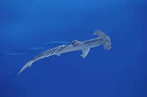 Sphyrna: SMOOTH HAMMERHEAD SHARK - FROM ABOVE