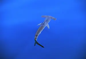 Sphyrna: Smooth Hammerhead Shark - underwater