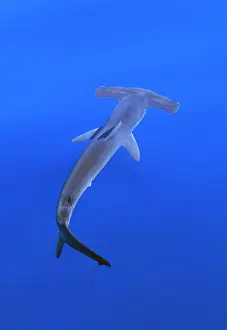 Sphyrna: Smooth Hammerhead Shark - underwater
