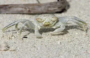Keeling: Smooth-handed Ghost Crab with horizontal eyes