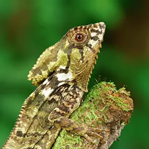 Smooth: Smooth helmeted iguana (Corytophanes cristatus)