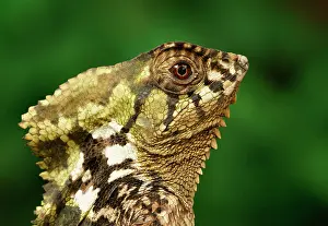 Smooth: Smooth helmeted iguana (Corytophanes cristatus)