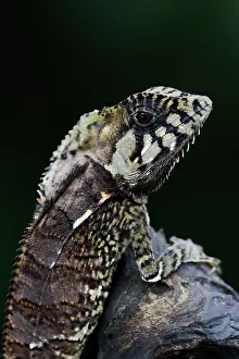 Smooth: Smooth Helmeted Iguana Corytophanes cristatus Sarapiqui, Cos