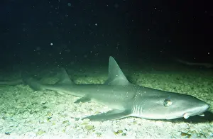 Smooth: SMOOTH HOUND DOGFISH