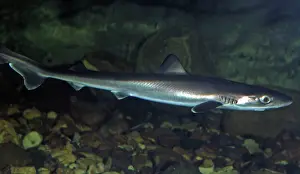 Dogfish: Smooth Hound Dogfish (juvenile)