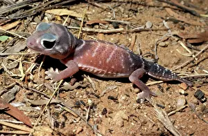 Nephrurus: Smooth knob-tail Gecko