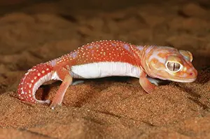 Laevis: Smooth Knobtailed Gecko (Nephrurus laevis)