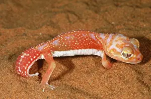 Laevis: Smooth Knobtailed Gecko (Nephrurus laevis)
