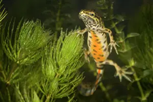 Lurch: Smooth newt