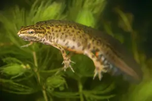 Lurch: Smooth newt