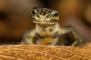Lurch: Smooth newt