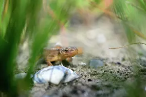 Newt: Smooth Newt