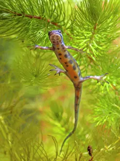 Groningen: Smooth Newt