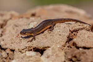 Newt: Smooth Newt