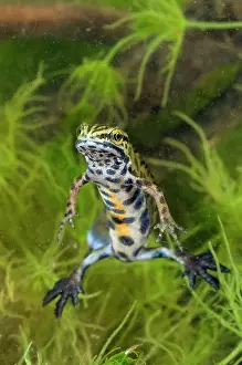 Meridionali: Smooth Newt - breeding male