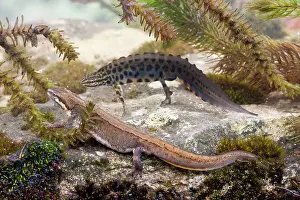 Newts: Smooth Newt - Female in the foreground with a male