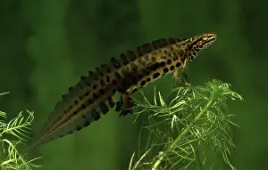 Salamander: Smooth Newt (Lissotriton vulgaris) male underwa
