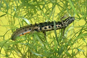 Newts: Smooth Newt - male