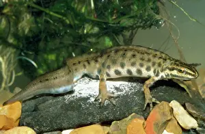 Smooth: Smooth Newt - male