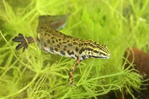 Meridionali: Smooth Newt - male in habitat