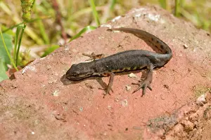 Bricks: Smooth Newt - male on old brick