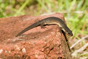 Bricks: Smooth Newt - male on old brick