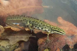Meridionali: Smooth Newt - male in the water