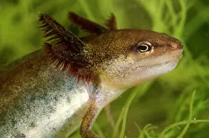 Meridionali: Smooth Newt - neotenic female