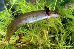 Meridionali: Smooth Newt - neotenic female
