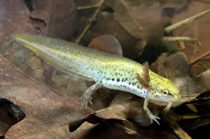 Meridionali: Smooth Newt - neotenic female