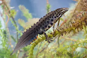 Photographed: Smooth newt - Single adult male in full breeding