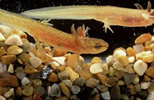 Salamandridae: Smooth newt tadpole