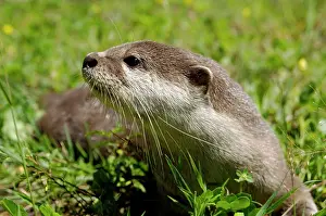 Labuk: Smooth otter - tame animal living in Labuk Bay